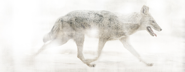 Women Who Run With Wolves