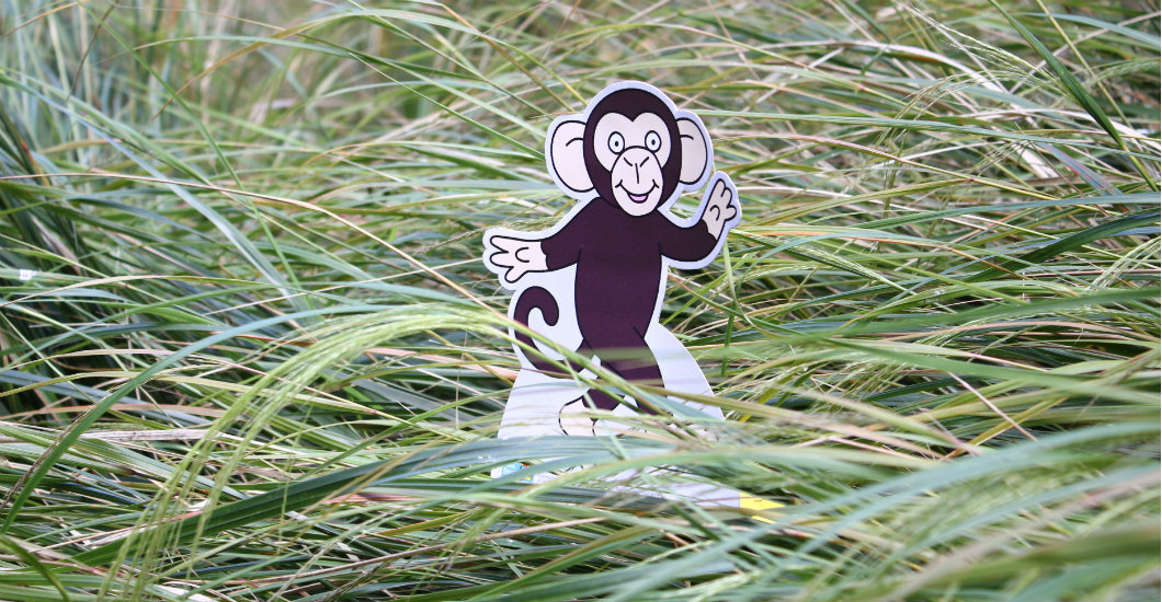 Monkey on grass