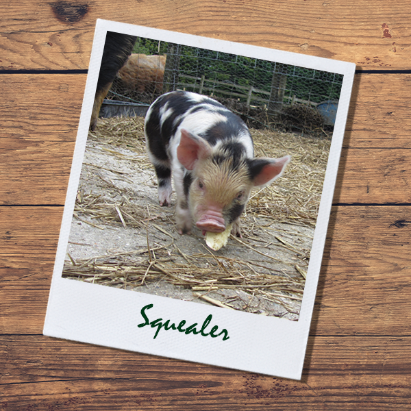 Squealer the pig