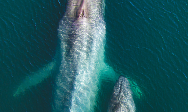 Shot of whales from Our Planet 