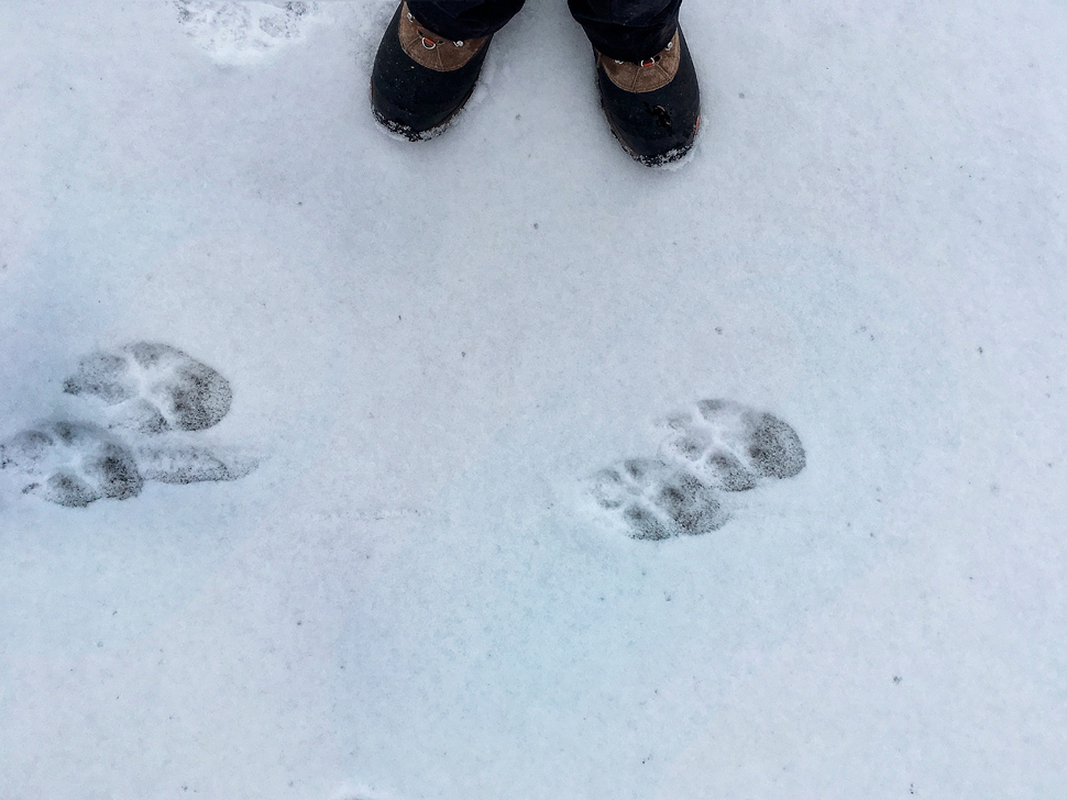 wolf paw prints in snow