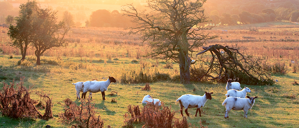 Sheep in Shropshire, England