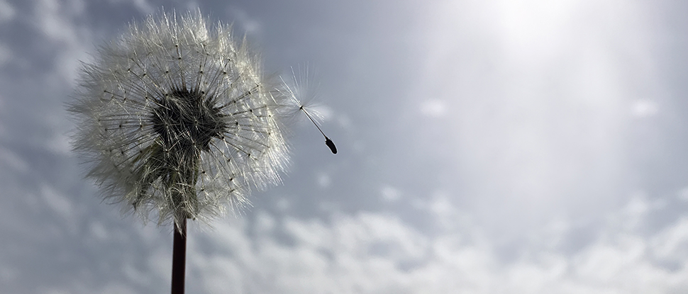 Dandelion with seed blowing into the wind
