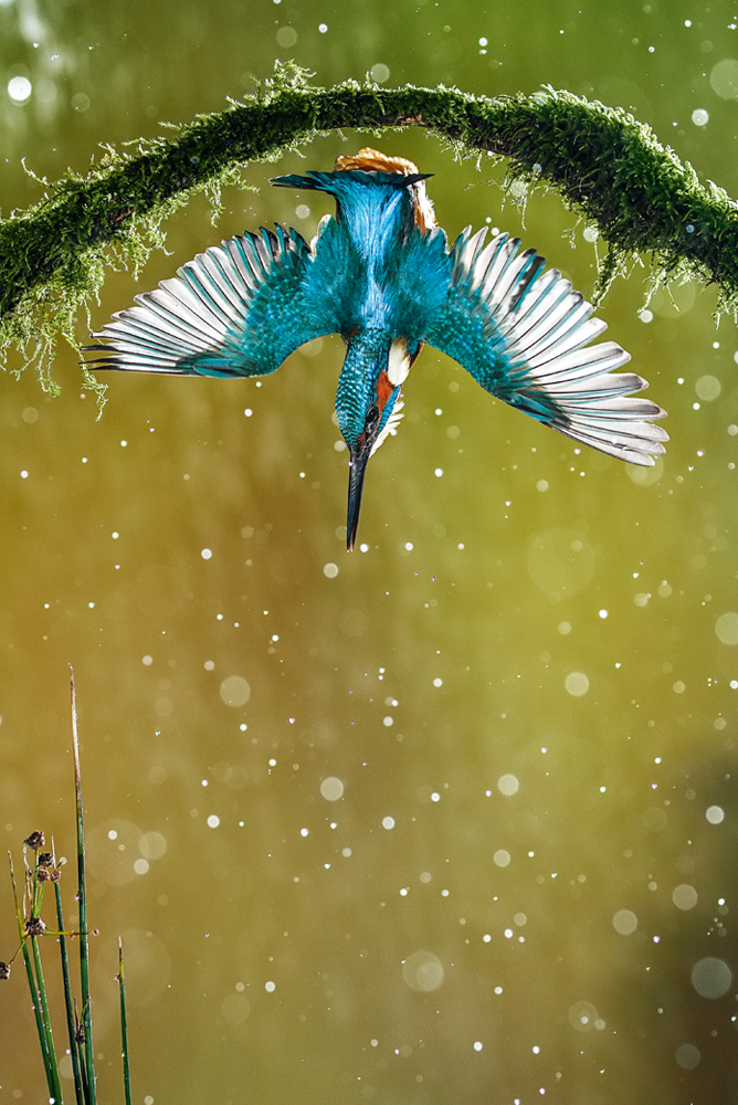 Diving Kingfisher bird