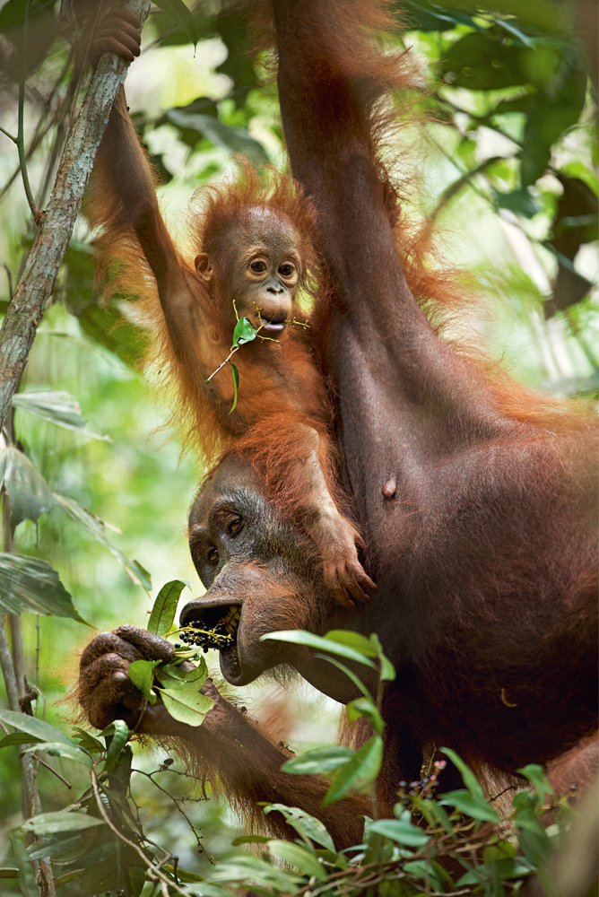 Orangutan eating in forest