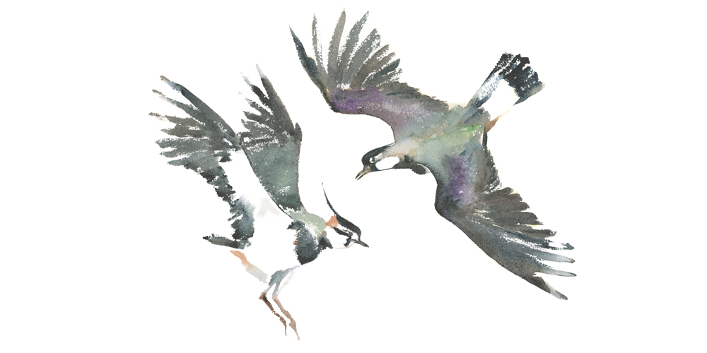 Illustration by Jackie Morris from 'The Book of Birds'