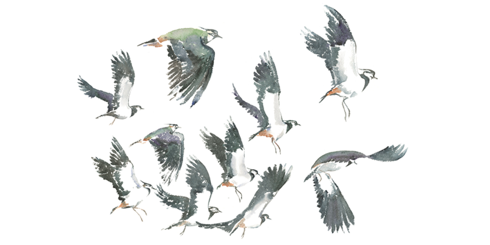Illustration by Jackie Morris from 'The Book of Birds'