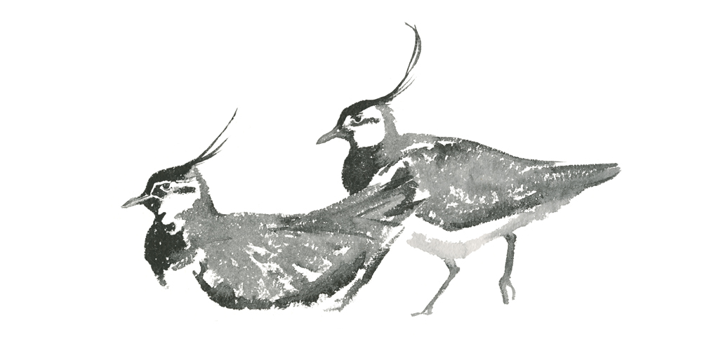 Illustration by Jackie Morris from 'The Book of Birds'