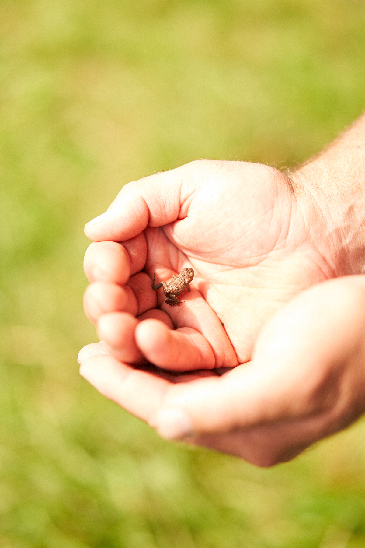 Rebanks finds a frog in the sheep field. Image: Stuart Simpson/Penguin