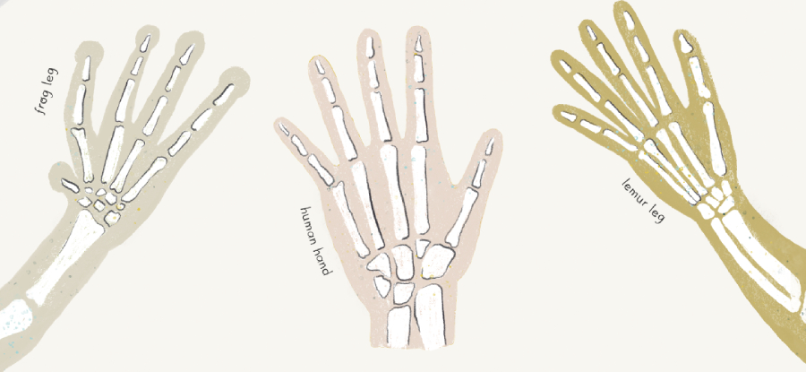 An illustration of the similar hand bone structure in humans, lemurs and frogs
