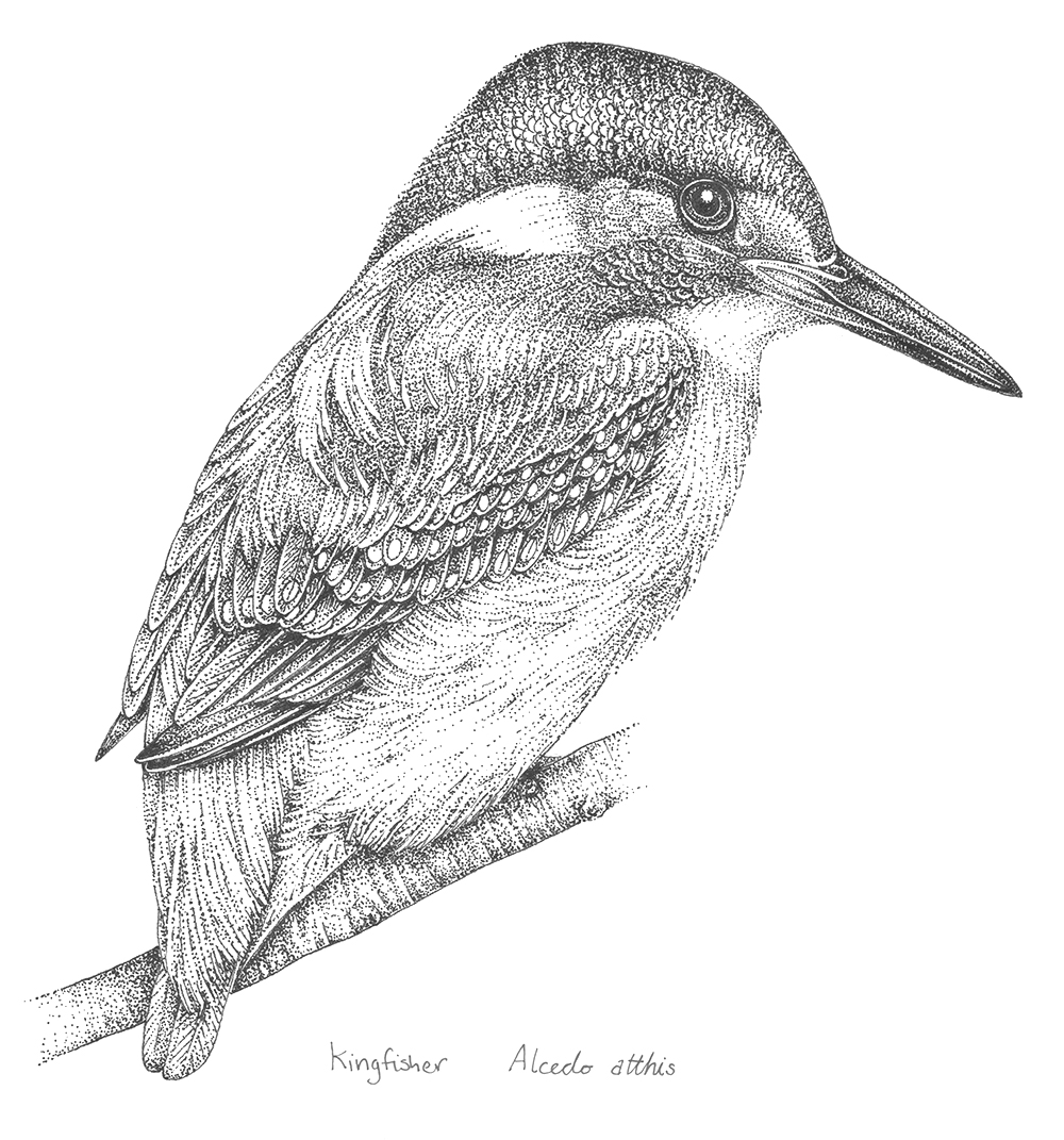 An intricate illustration of a kingfisher bird from the book 30 Animals That Made Us Smarter