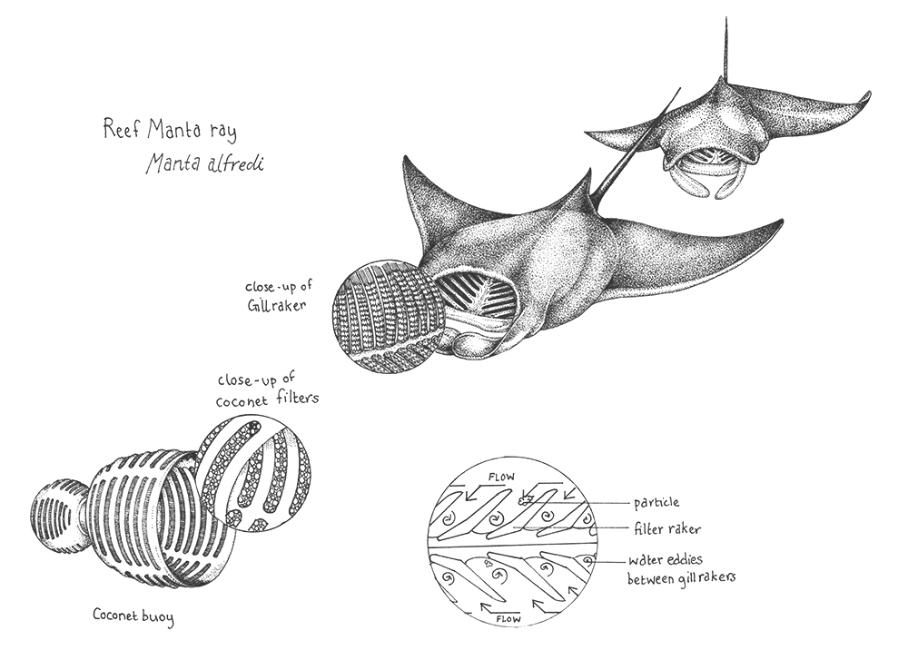 An intricate illustration of a manta ray from the book 30 Animals That Made Us Smarter