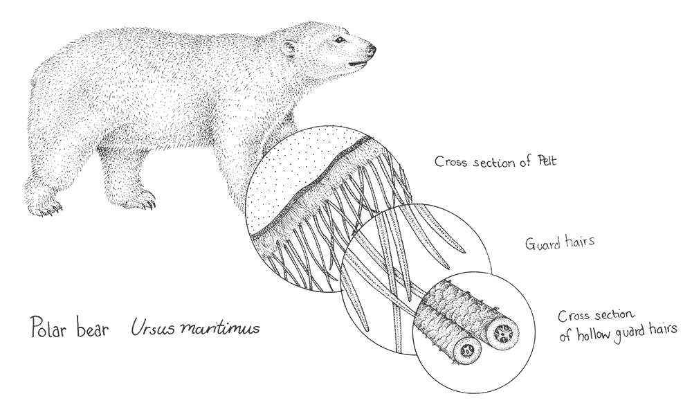 An intricate illustration of a polar bear from the book 30 Animals That Made Us Smarter 