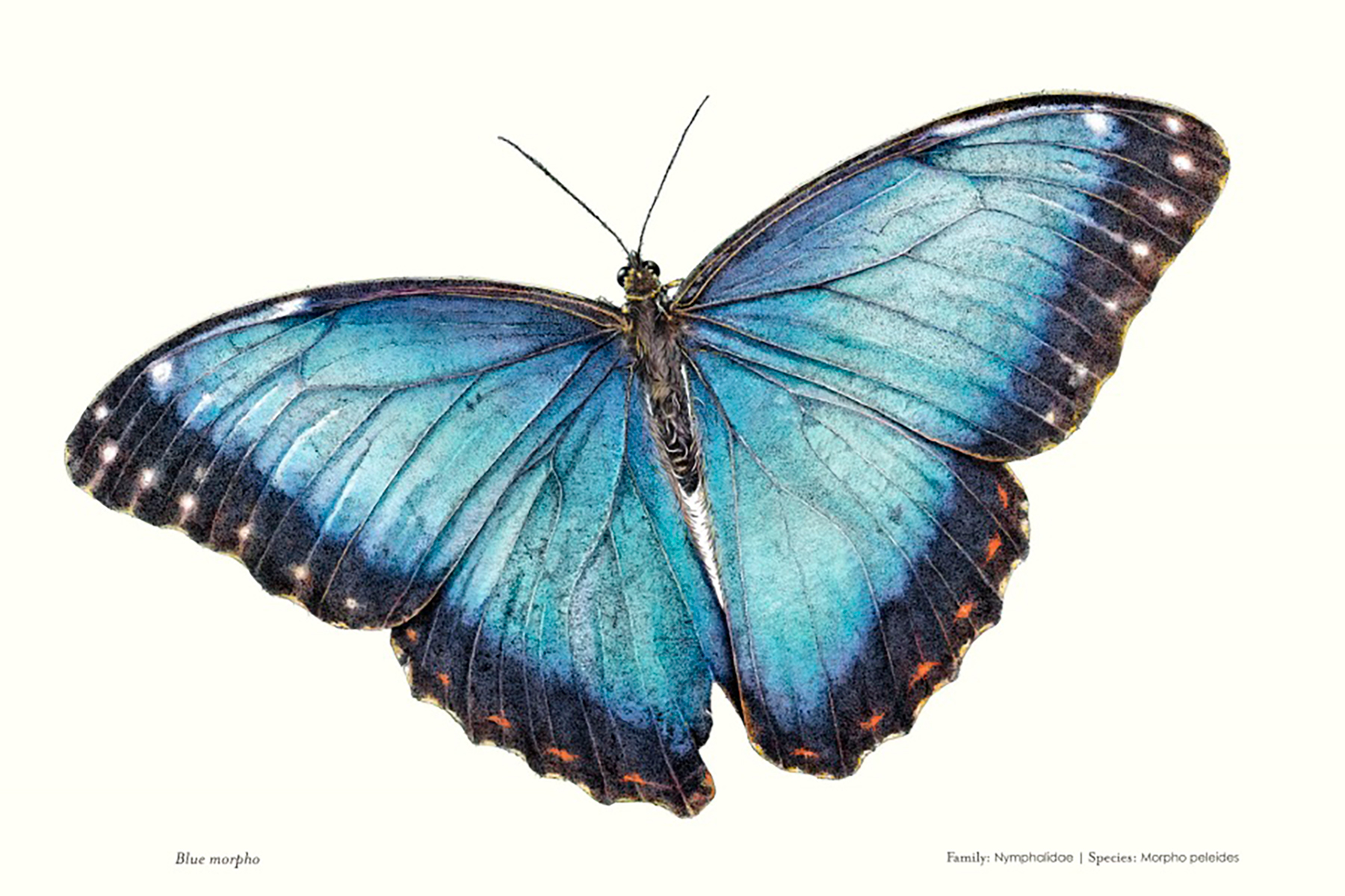 12 amazing facts about butterflies and moths