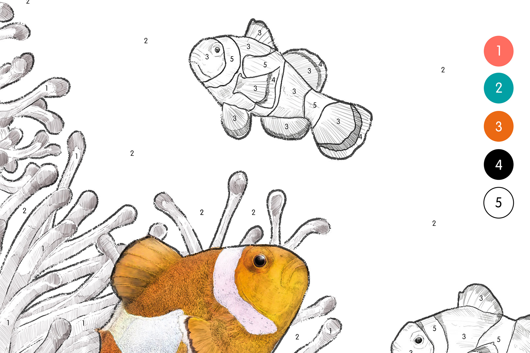 A photo of the Ben Rothery colour by numbers sheet that shows clownfish outlines