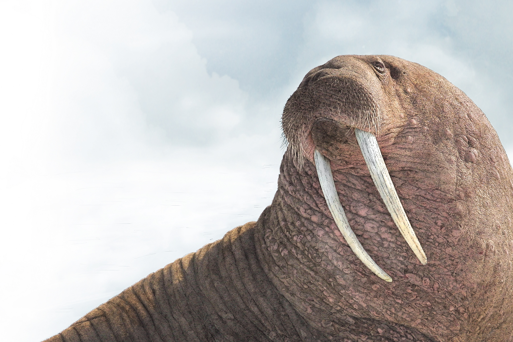 Pacific walrus by Ben Rothery in Water World
