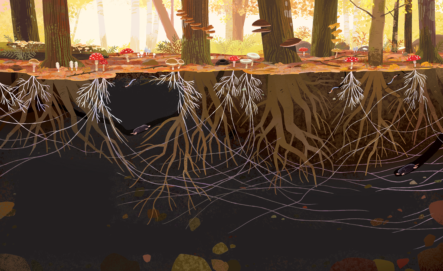 An illustration by Kim Smith from The Green Planet. It shows the underground network of plants and mushrooms