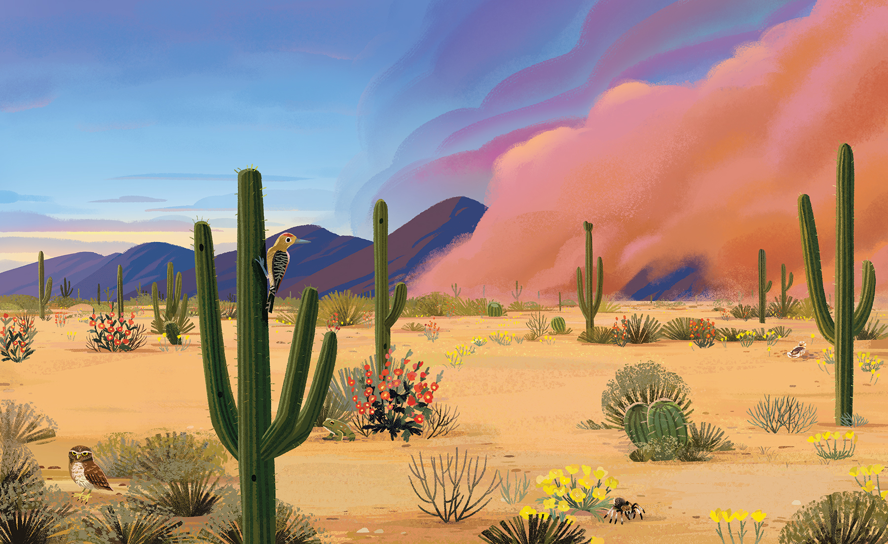 An illustration by Kim Smith from The Green Planet. It shows a desert with mountains in the background and there are lots of saguaro cactus' as well as other desert plants