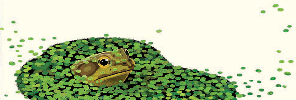 An illustration by Kim Smith from The Green Planet. It shows the wolffia plant and duckweed in a pond surrounding a frog