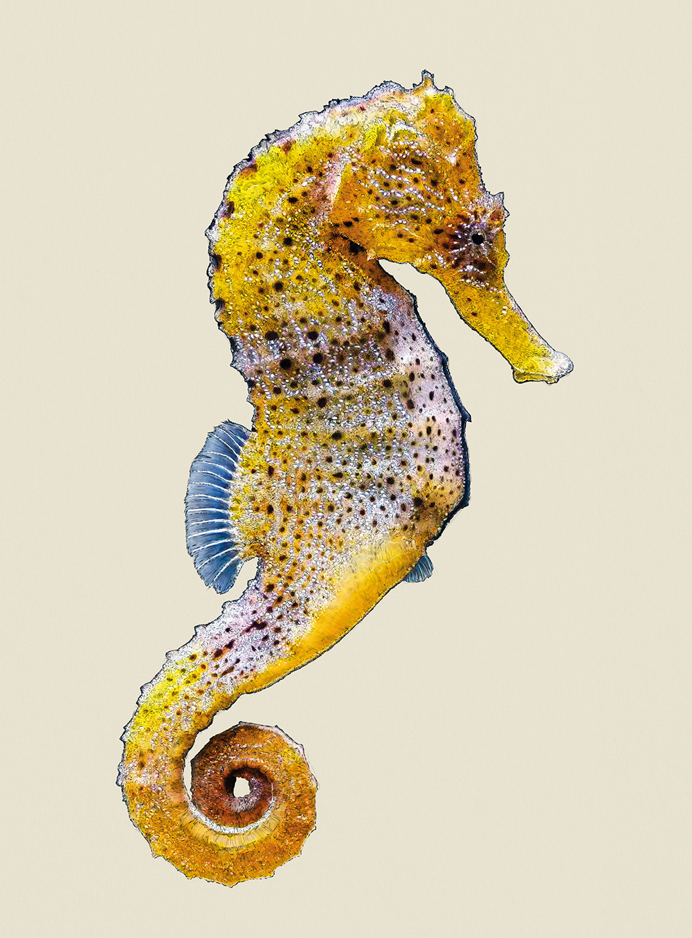 Yellow seahorse by Ben Rothery in Water World