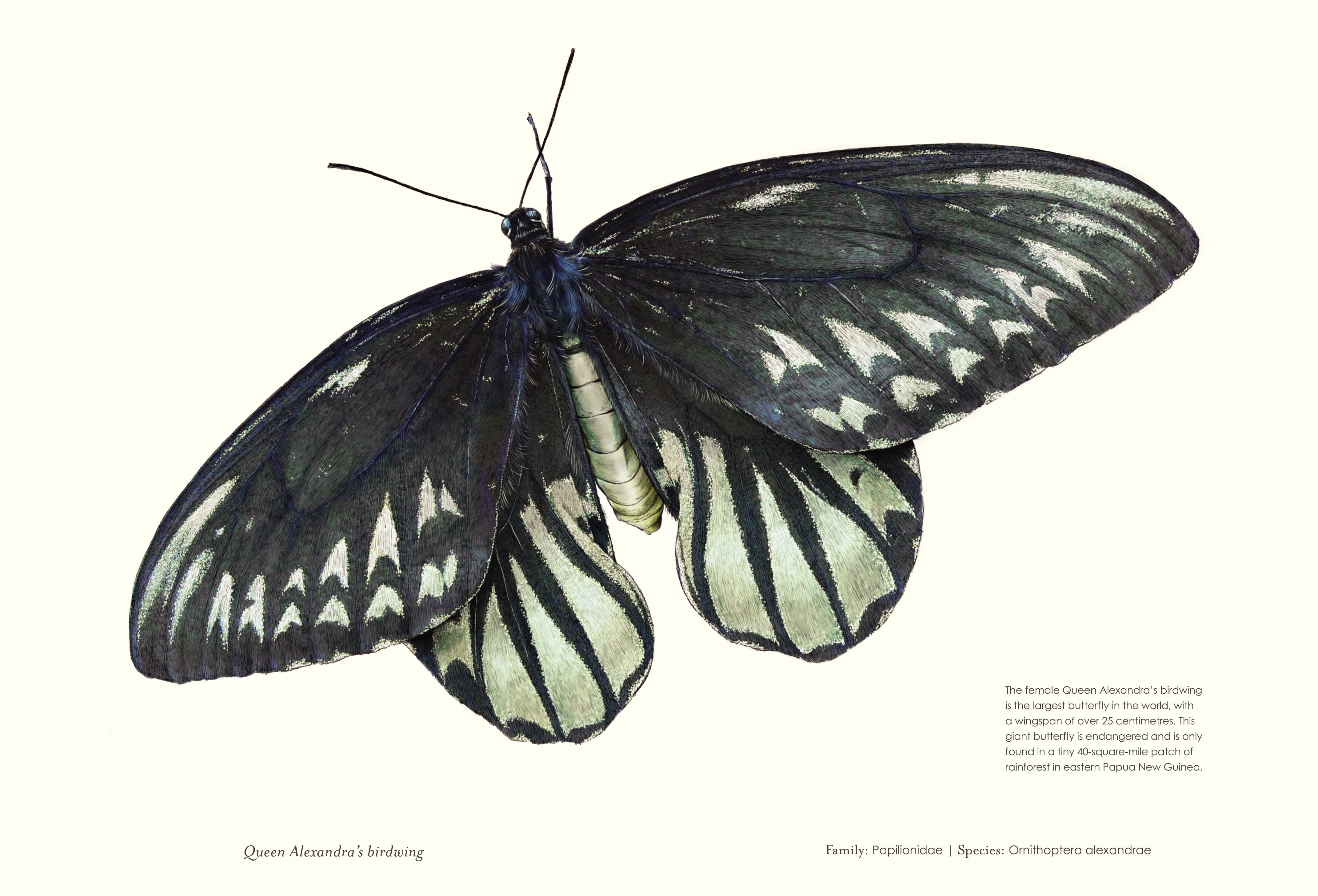 Butterfly facts for kids
