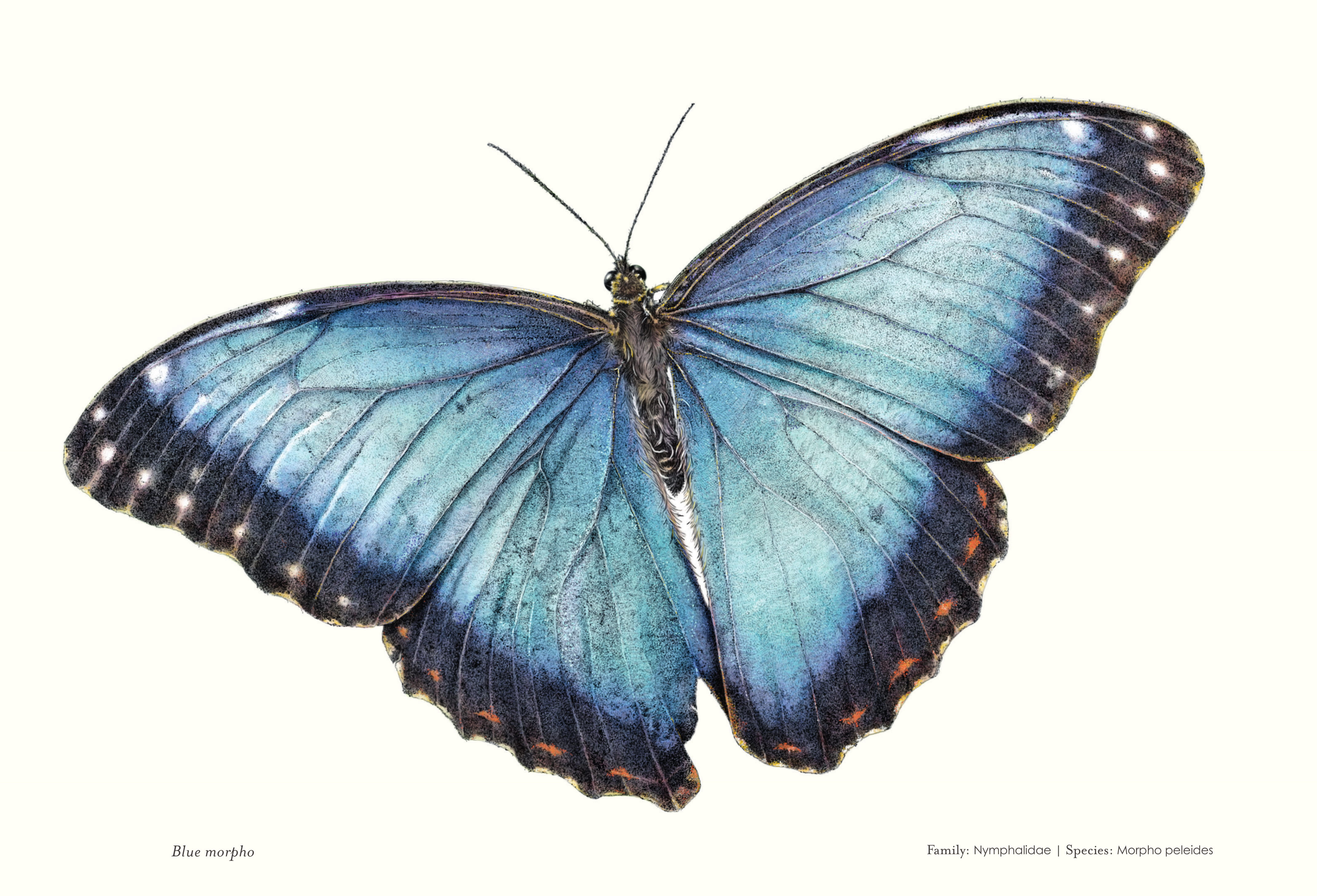 Butterfly facts for kids