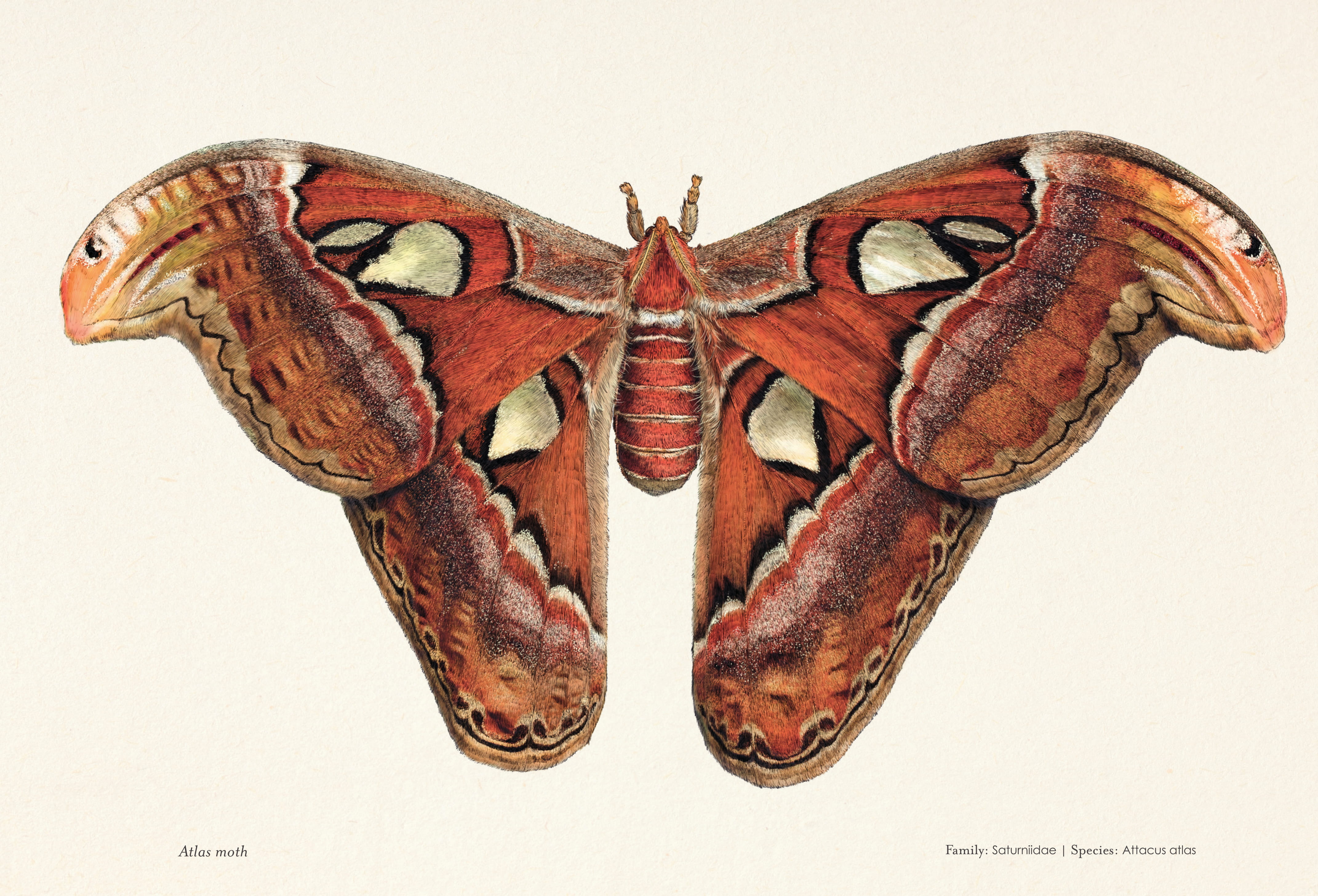Butterfly facts for kids